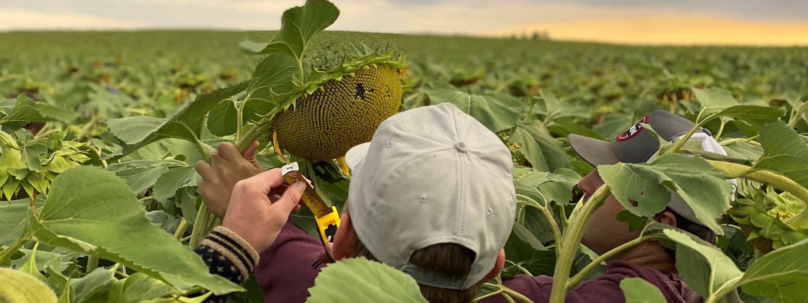 Two students in a field of sunflowers.